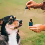 CBD oil for dogs