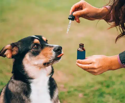 CBD Öl für Hunde