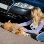 Dog accident