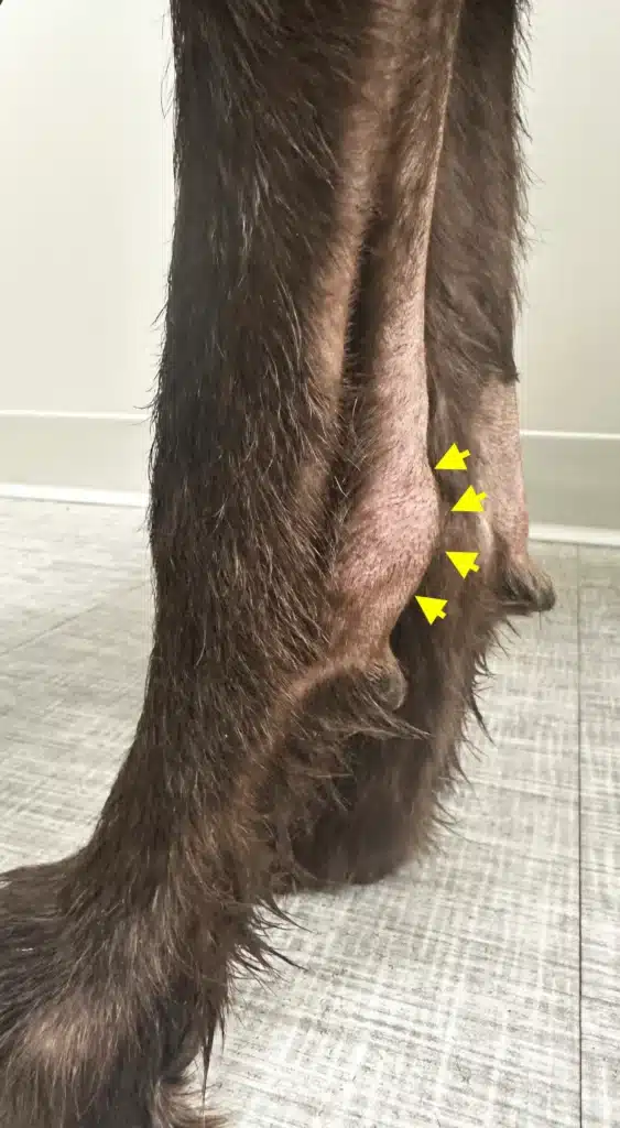 Tendon injury in dogs 1 Tendon injury in dogs