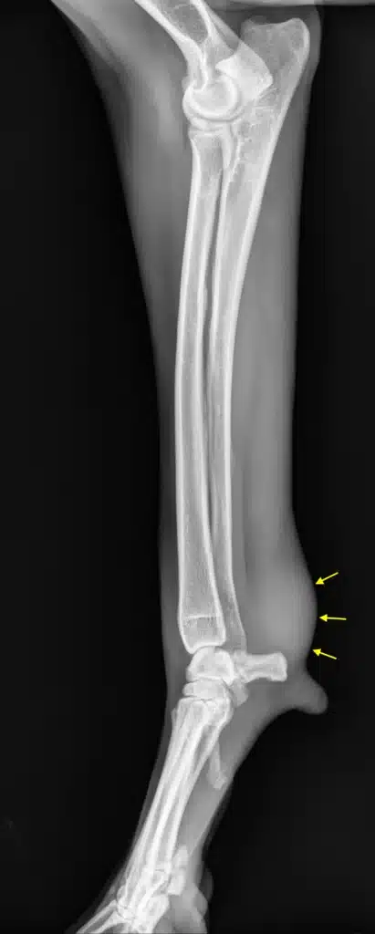 Tendon injury in dogs 3 Figure 2A