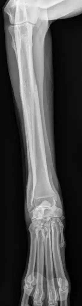 Tendon injury in dogs 4 Figure 2B