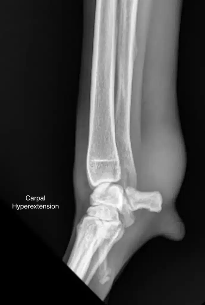 Tendon injury in dogs 5 Figure 2C