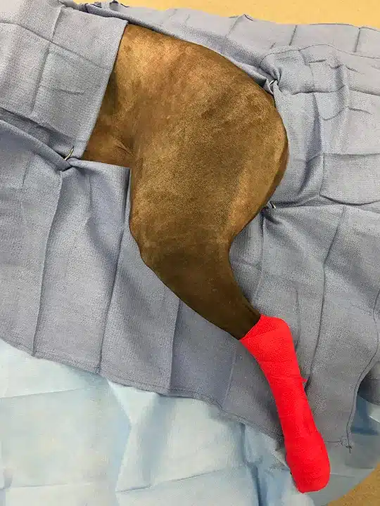 Leg amputation in dogs 1 ProP Pelvic Limb Step 1