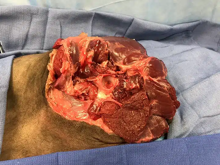 Leg amputation in dogs 13 ProP Pelvic Limb Step 10