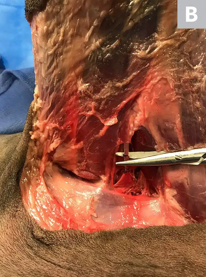 Leg amputation in dogs 6 ProP Pelvic Limb Step 4B