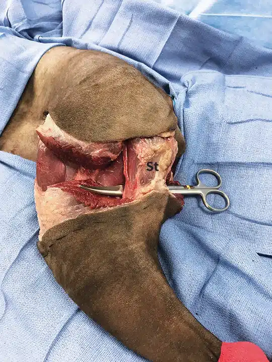 Leg amputation in dogs 10 ProP Pelvic Limb Step 7 AI 1