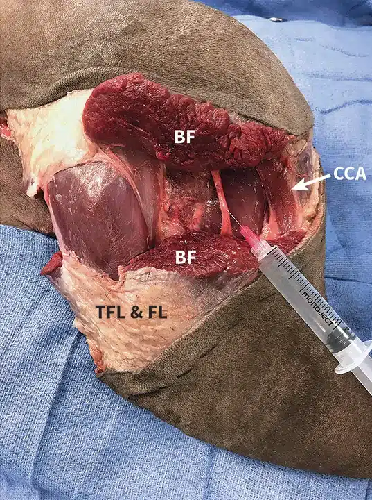 Leg amputation in dogs 9 ProP Pelvic Limb Step 7