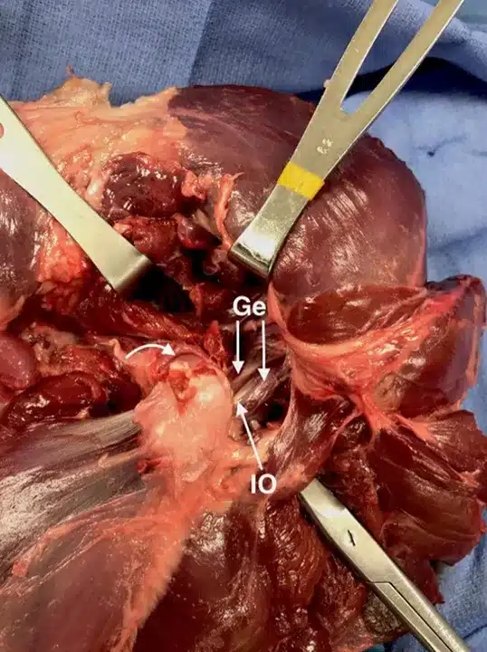 Leg amputation in dogs 12 ProP Pelvic Limb Step 9 1