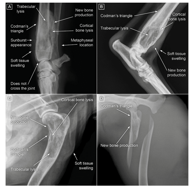 Osteosarkom beim Hund 13 Osteosarkom Beim Hund